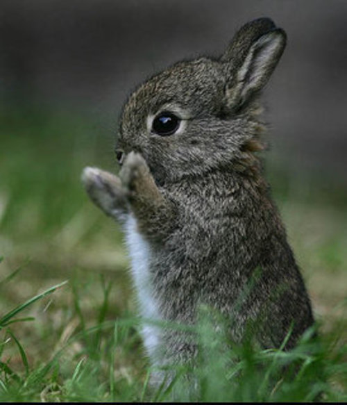 bunnies are so cute