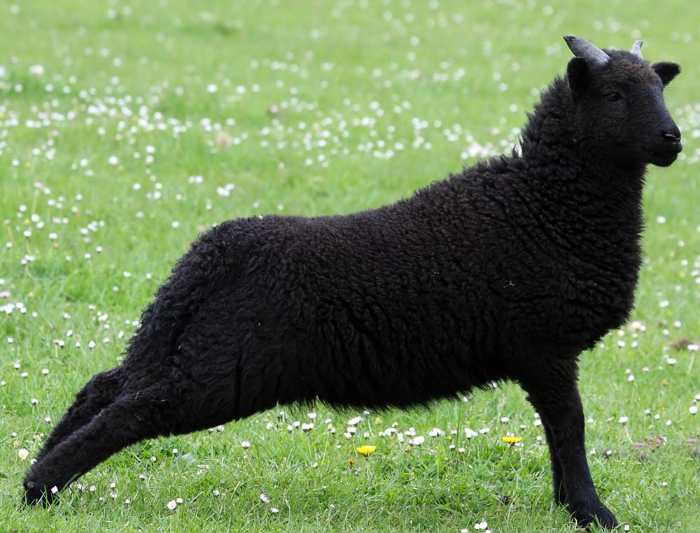 Овцы черного цвета. Черный баран. Черный ягненок. Черная Овечка. Темная овца.